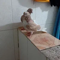 مجسمه کبوتر