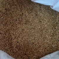 گندم  شکسته