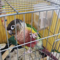 طوطی گرینجیک|پرنده|شهریار, شهرک وائین|دیوار