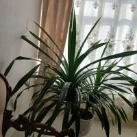 گل زینتی مخصوص فضای بزرگ|گل و گیاه طبیعی|سراب, |دیوار