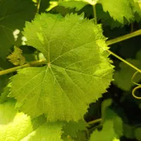 برگ انگور(ویژه دلمه)