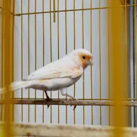 قناری موزائیکی مست مست فول