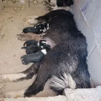 توله قدرجونی