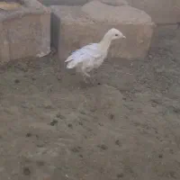 جوجه بوقلمون وجوجه مرغ کاکلی|حیوانات مزرعه|خواف, |دیوار