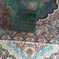 قفس عروس هلندی
