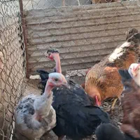 مرغ.خروس|حیوانات مزرعه|منجیل, |دیوار