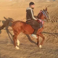 اسب نریان کرد