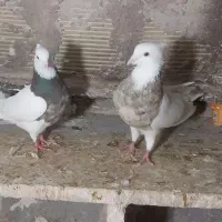 یک جفت طوقی نرو ماده