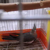 جوجه عروس هاندی