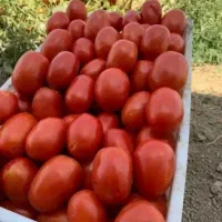 پخش گوجهفرنگی
