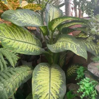 گل های بزرگ و شاداب|گل و گیاه طبیعی|نیشابور, شهرک اندیشه|دیوار