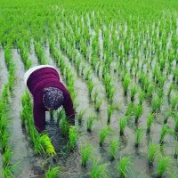 ۲۲۲۰ متر مزرعه تسطیع شده پرمحصول / کلیمان