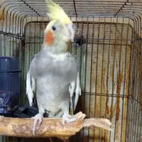 عروس پاریس ماده