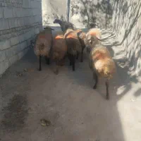 گوسفند زنده|حیوانات مزرعه|دورود, |دیوار