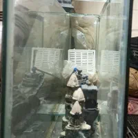 اکواریوم|ماهی|تربت جام, شهرک معلم|دیوار