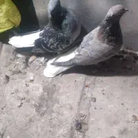 دم‌سفید‌۳۵۰۰