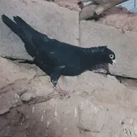 نر سوراخ