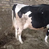 گاو اصیل هلشتاین|حیوانات مزرعه|سجاس رود, |دیوار