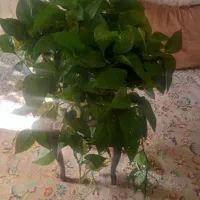 گل پتوس و تاج خروس