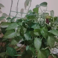 پتوس شاداب و سرحال