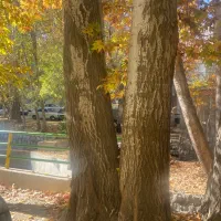 فروش درخت چوب کبوده