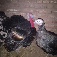 باغلمون نر ماده سالم تخم گذار