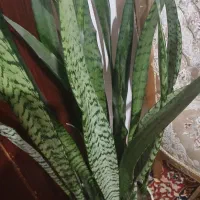 گل اپارتمانی|گل و گیاه طبیعی|خلخال, |دیوار