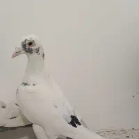 کفتر زاغ و پلنگ