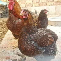 جوجه ۲.۵ ماهه زینتی دو رگه ویاندوت