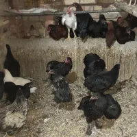 فروش ۳۰ عدد جوجه مرغ و خروس ۵ ماهه