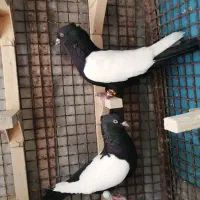 کفتر سینه ای طوقی سرک شهری سبز