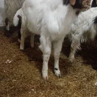 بز چنبیش|حیوانات مزرعه|کارون, |دیوار