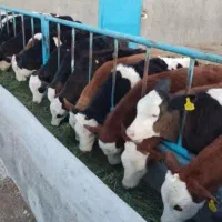 فروش گوساله سیمینتال هلشتاین دورگ محلی