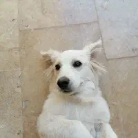 سگ.
