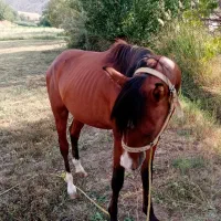 اسب جوان|اسب و تجهیزات اسب‌سواری|کلاترزان, |دیوار