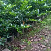 یاس هلندی سطل ۳نیم|خدمات باغبانی و درختکاری|رودسر, |دیوار