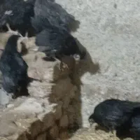 جوجه مرغ|حیوانات مزرعه|ماهدشت, |دیوار