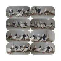 کبوتر رنگی پرشی