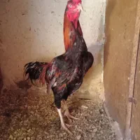 مرغ و خروس لاری اصیل