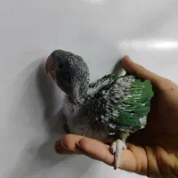 جوجه شاه طوطی خونگی