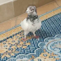 پرنده کبوتر|پرنده|اصفهان, کارلادان|دیوار