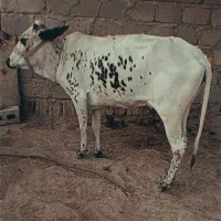 یک گاو ماده و یک گوساله نر قیمت توافقی|حیوانات مزرعه|قشم, |دیوار