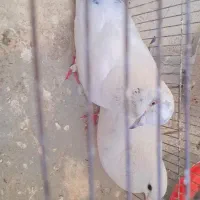یک جفت کفتر با جوجه