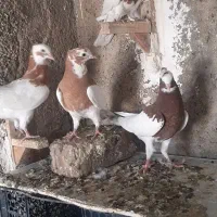 طوقی،طوق زرد،طوق سرخ