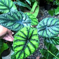 گل سرحال وبا کیفیت در گلخونه