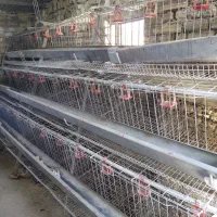 قفس مرغ تخمگذار