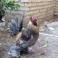 فروش خروس سلطان