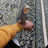 فروش عروس هلندی|پرنده|ساری, |دیوار