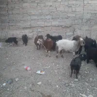 بز وبزغاله ویک بره جری ماده درشت وچاق