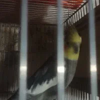 جفت عروس هلندی مولد اماده وجوجه سرلاکی|پرنده|نقده, |دیوار